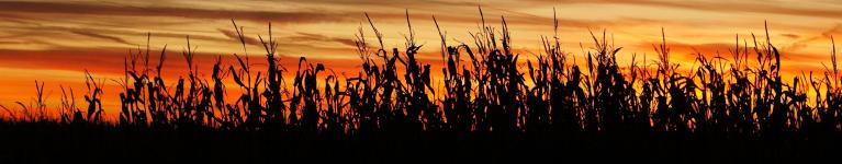 Harvest sunset